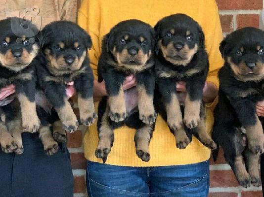 PoulaTo: Premium Rottweiler Puppies προς πώληση